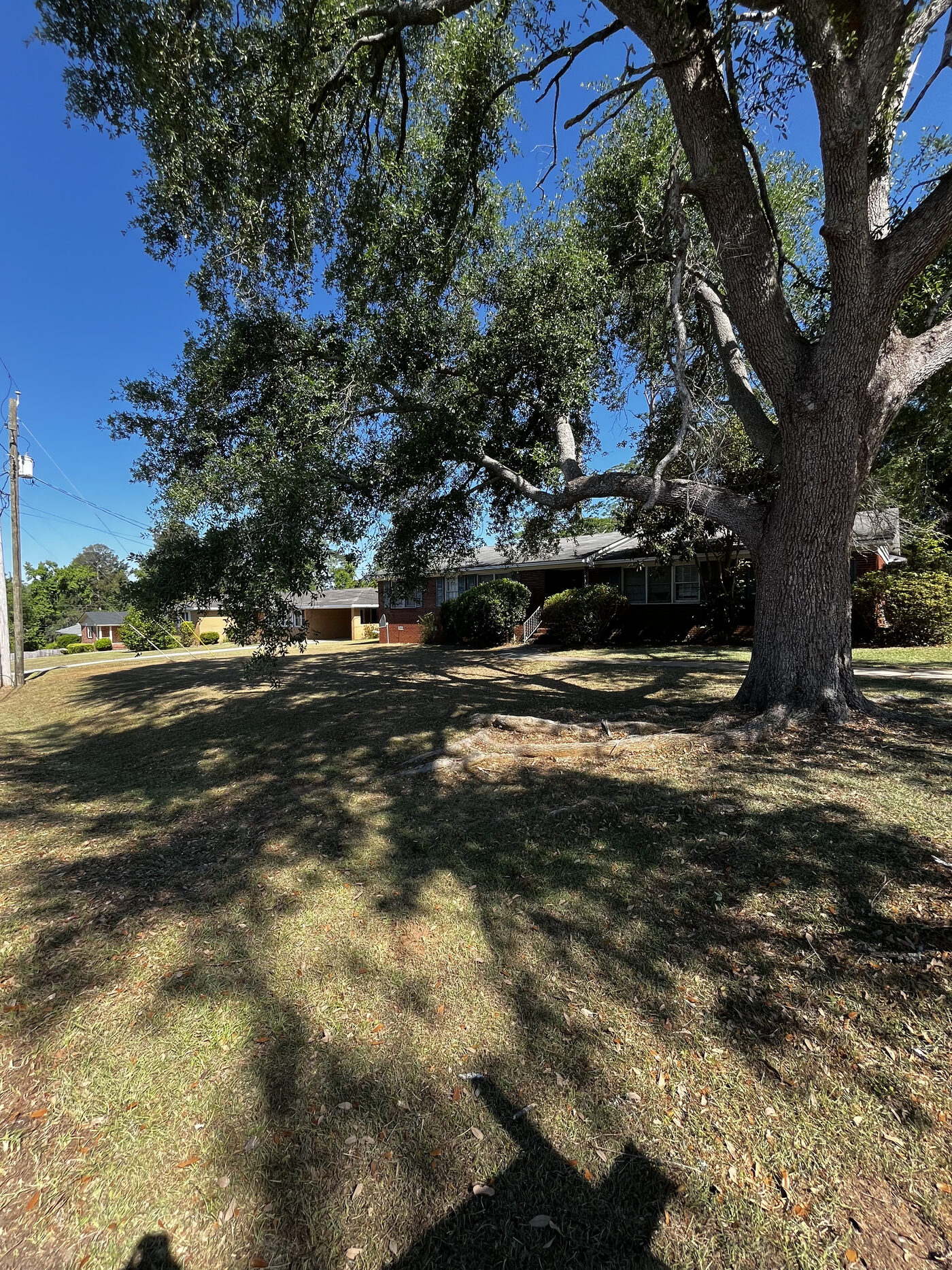Lawn Restoration – landscape cleanup photo 14