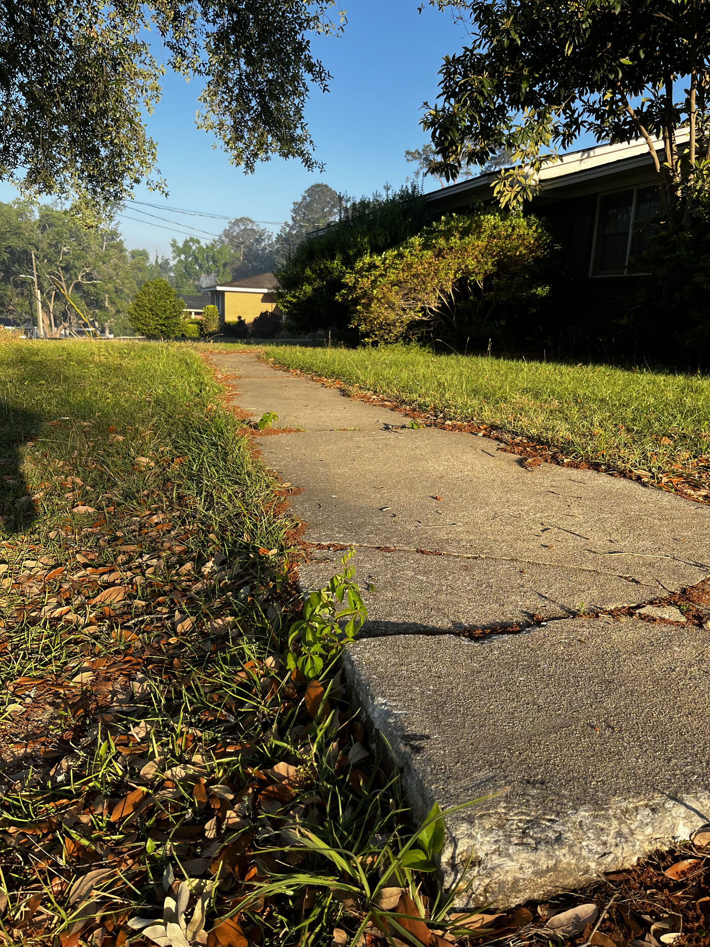 Lawn Restoration – landscape cleanup photo 2