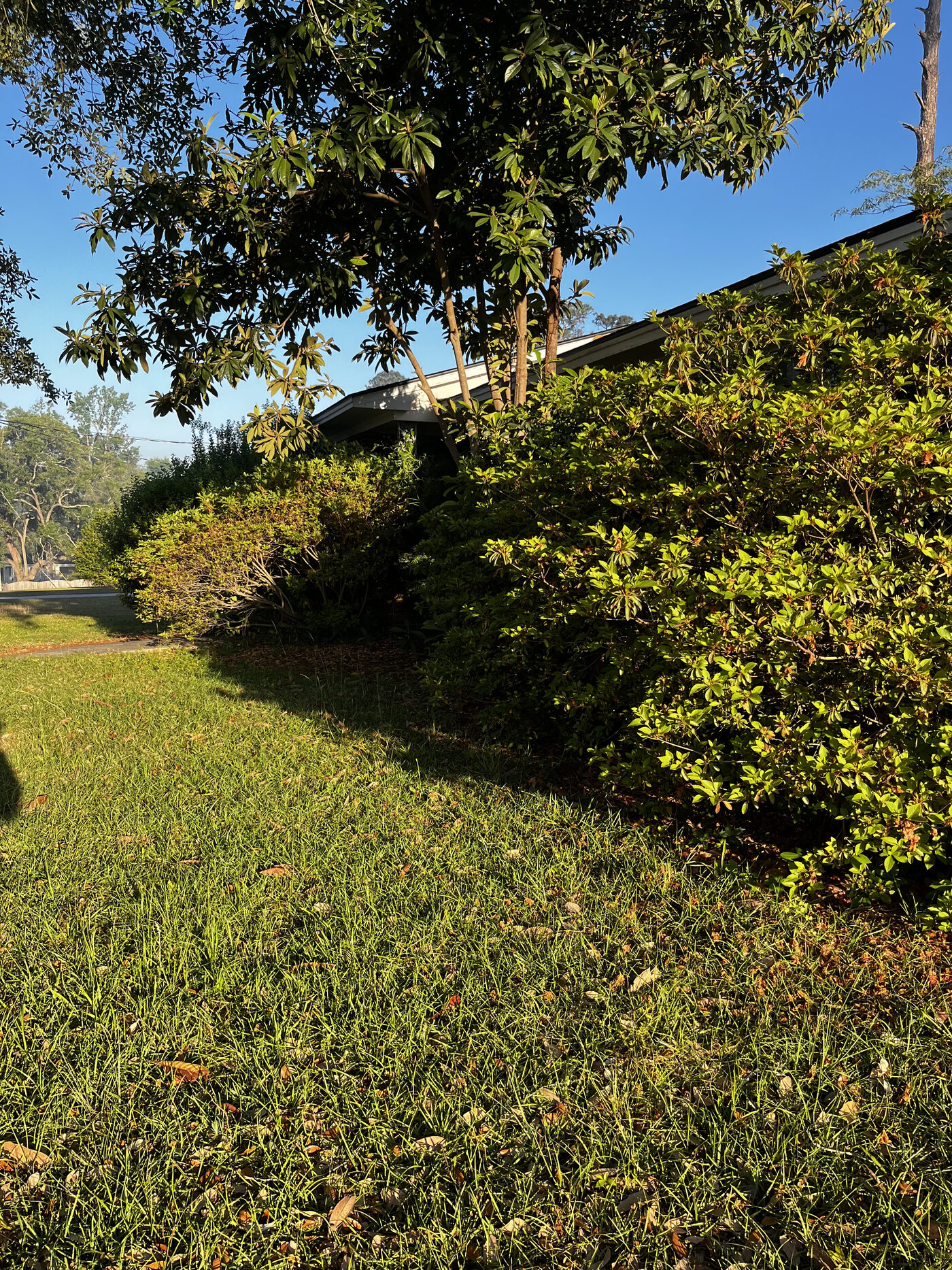 Lawn Restoration – landscape cleanup photo 5